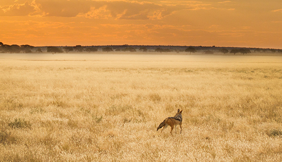 Central Kalahari Game Reserve