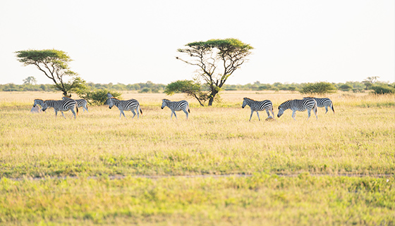 Makgadikgadi National Park